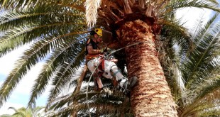COAG Canarias Proyecto Experimental Denominación de Origen